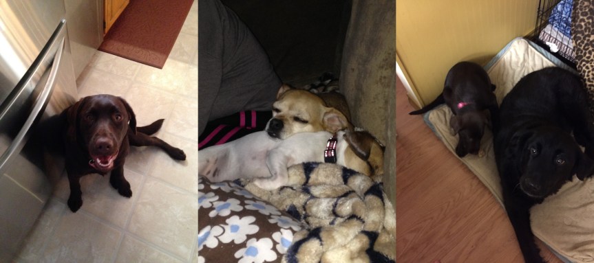 Meet The Fur&nbsp;Babies…