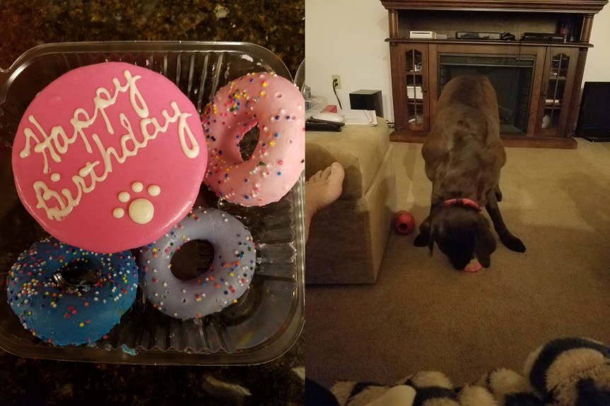 Yes, I got my dog a Birthday&nbsp;Cake